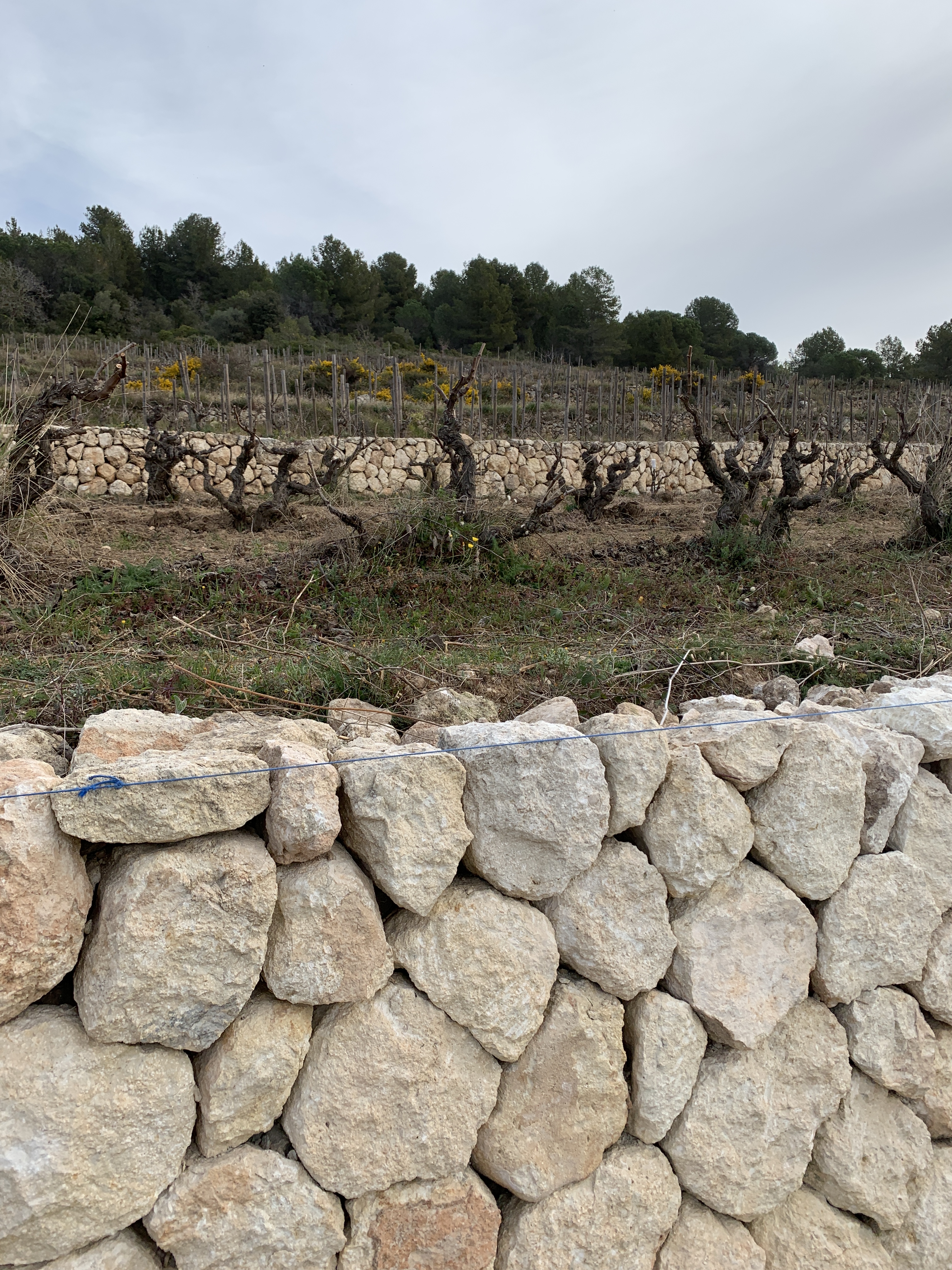 Muro de piedra seca en los viñedos de Albet i Noya